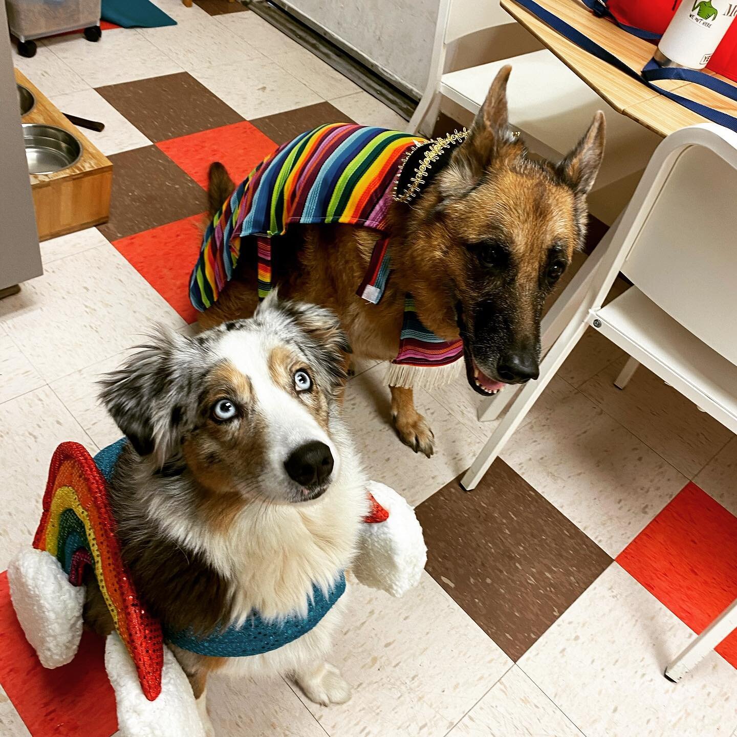 HAPPY BIRTHDAY TO MERCHE (5/5)AND DAISY (4/25) and HAPPY CINCO DE MAYO! What a beautiful day it is! ☀️🇮🇹🥳