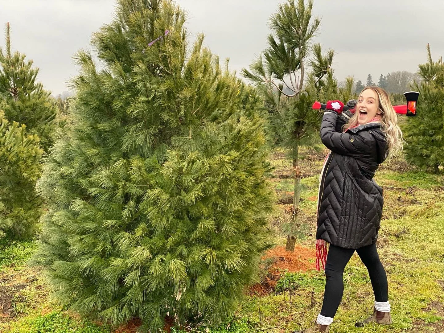 Merry Christmas Eve Eve🎄

Swipe to see the most entertaining tree chopping series of 2020🪓😂