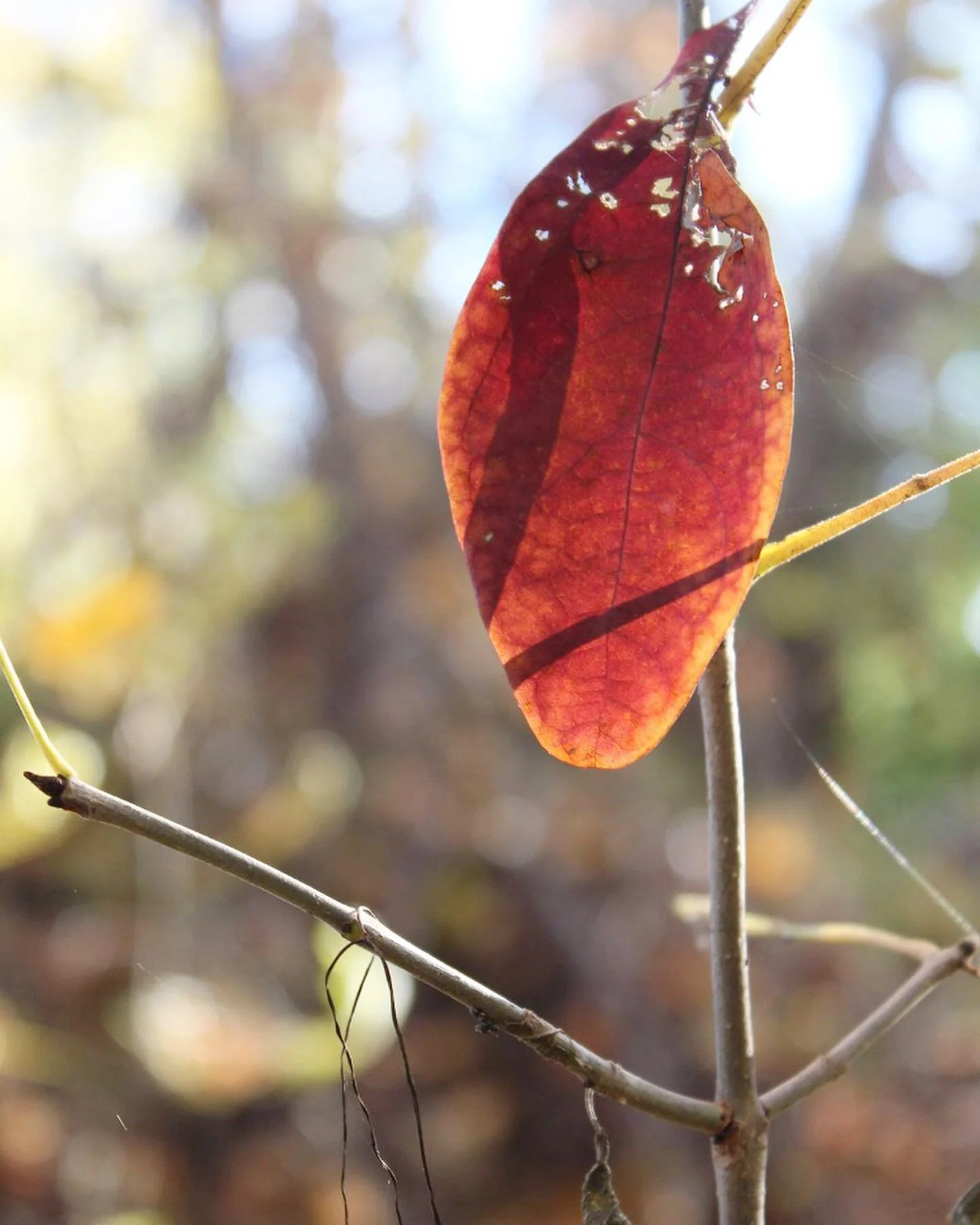 Capturing the colour is my favourite part of fall 📸🍂
_
#yqg #fall #yqgphotography #fallishere #fallisintheair #yqgnature #naturephotography #nature