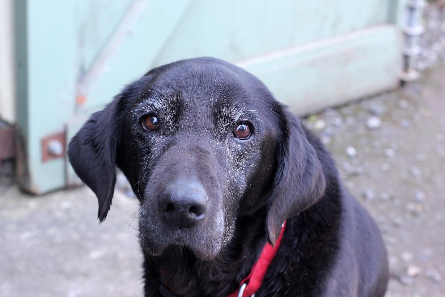 Our beautiful Pepper dog! 

Yesterday was the hardest day of my life to say goodbye to my best friend, fury baby and guardian angel. 
She was a great member of Feed the Soul she was there every day not always on time but she was there 6 days a week n