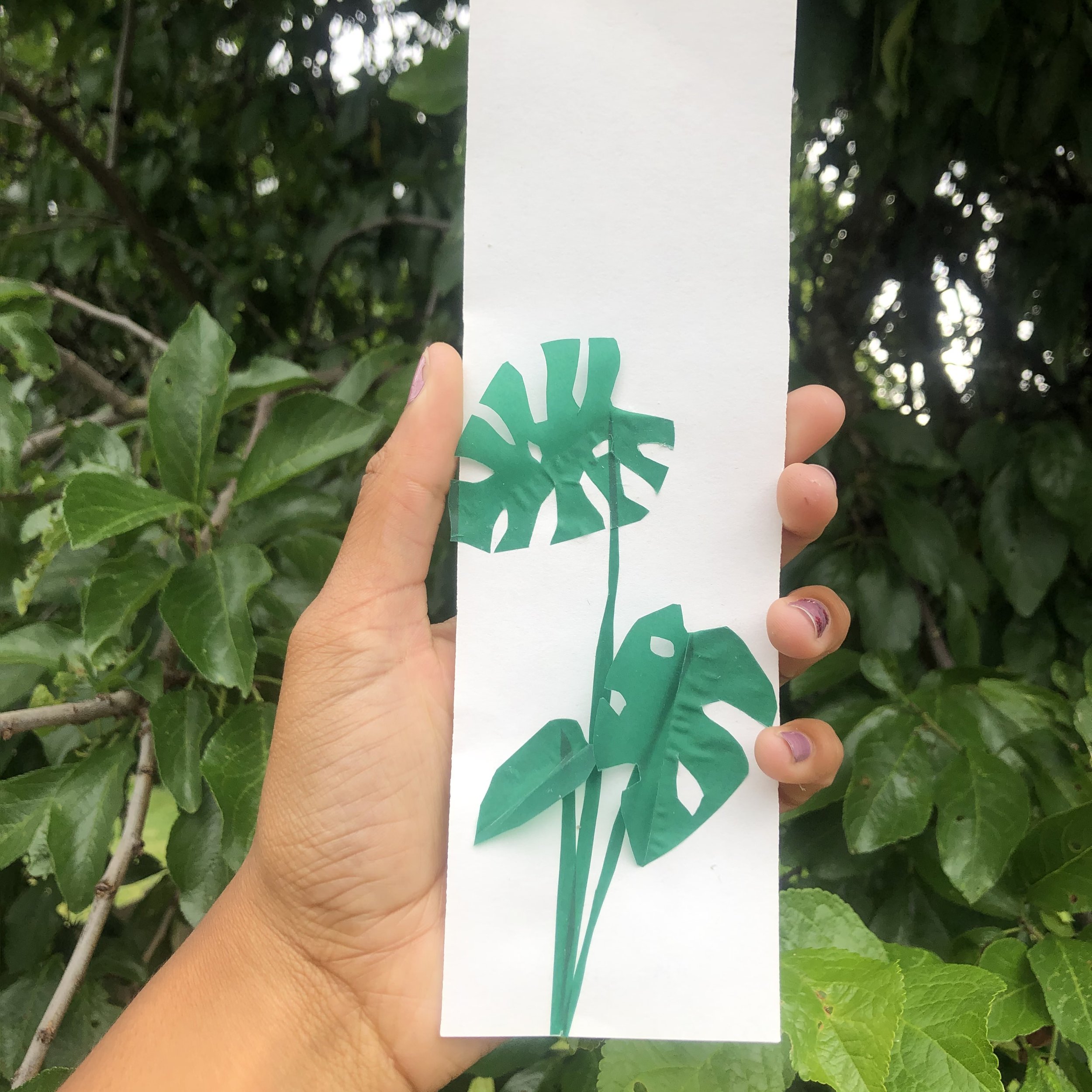 Monstera