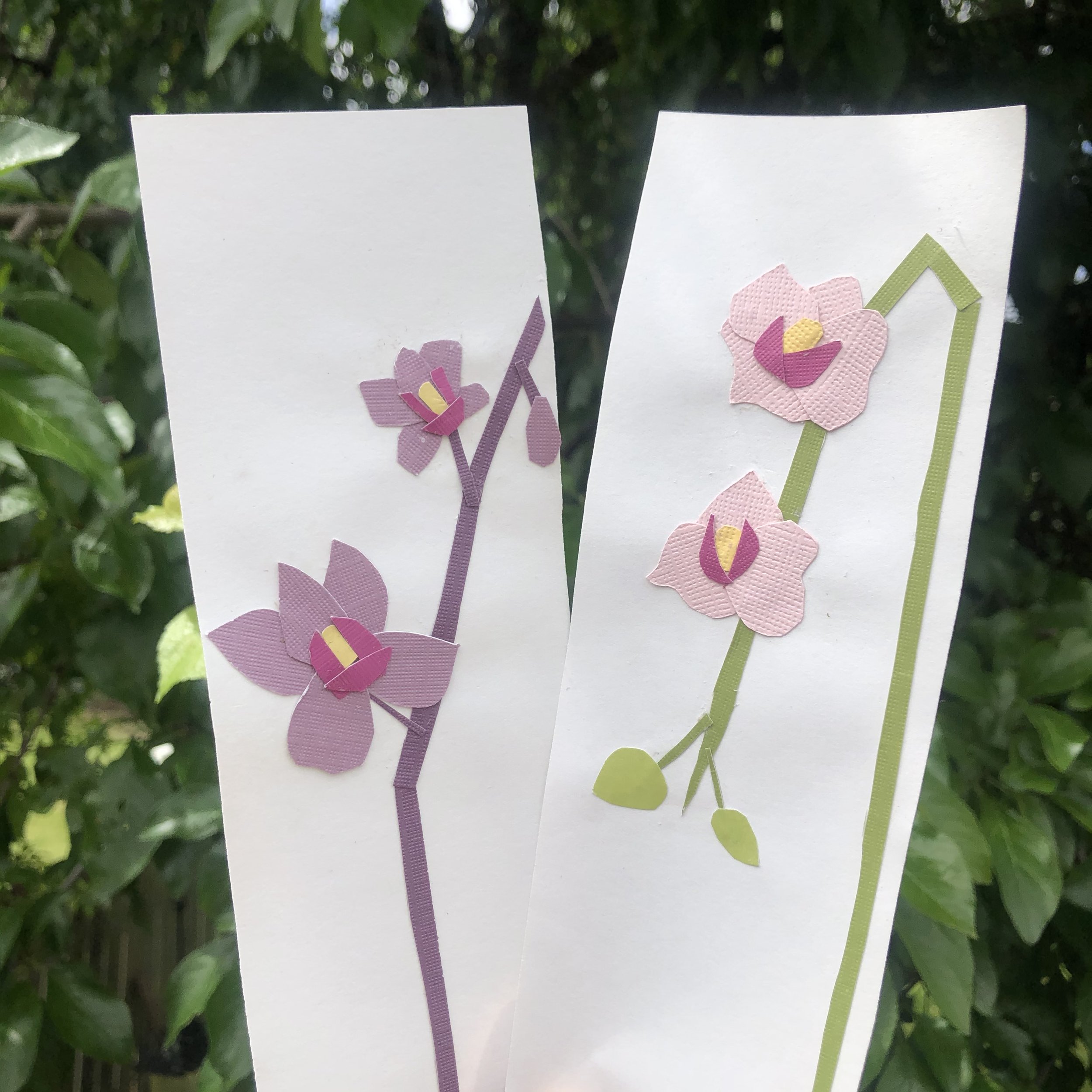 Orchids