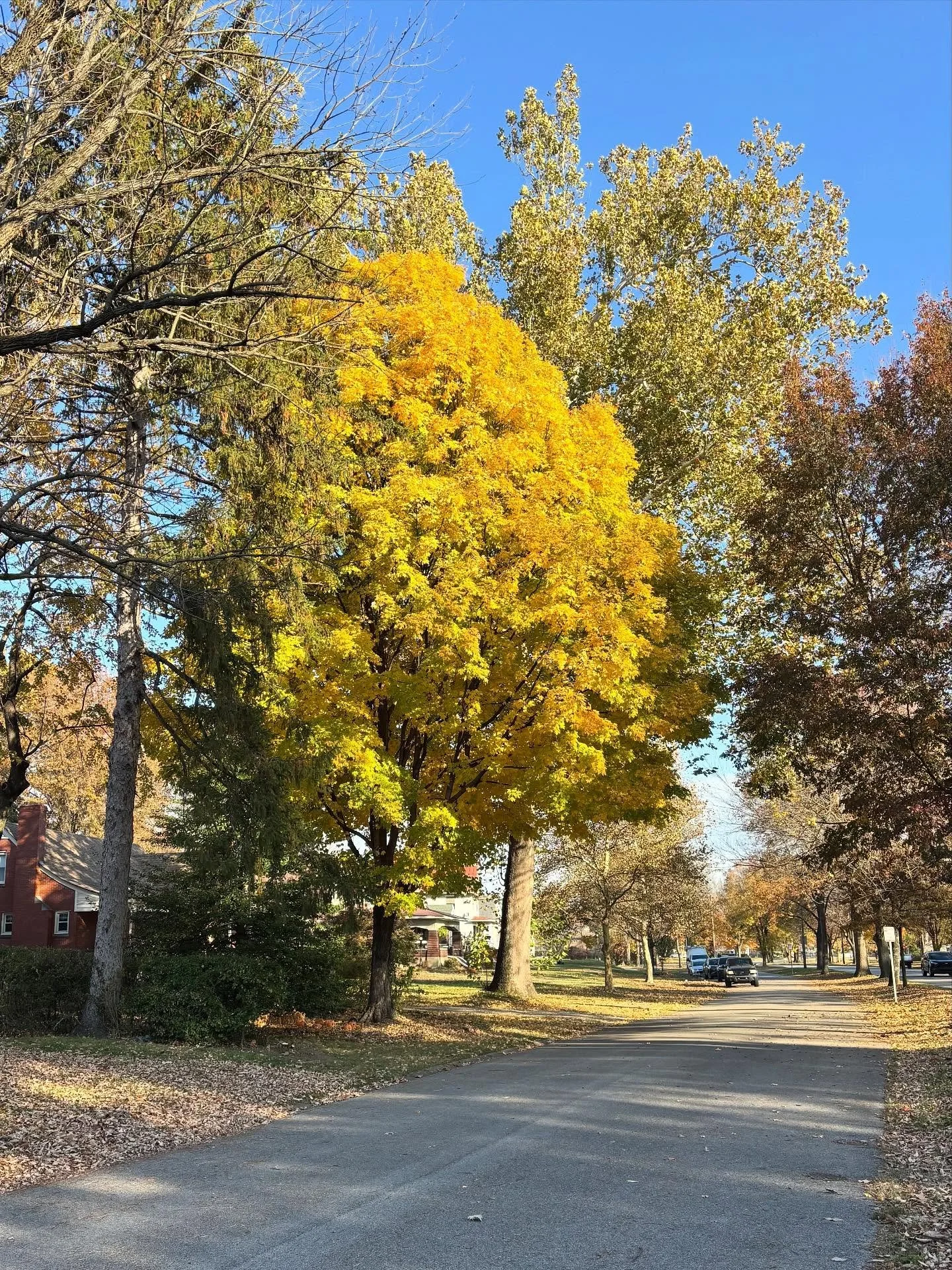Starting the week off strong with $385 donated to my @treeslouisville fundraiser! That&rsquo;s almost 40% of the way to my goal in less than one month! 

So enjoy this moment of beauty, brought to you by trees, and then go make your contribution at t