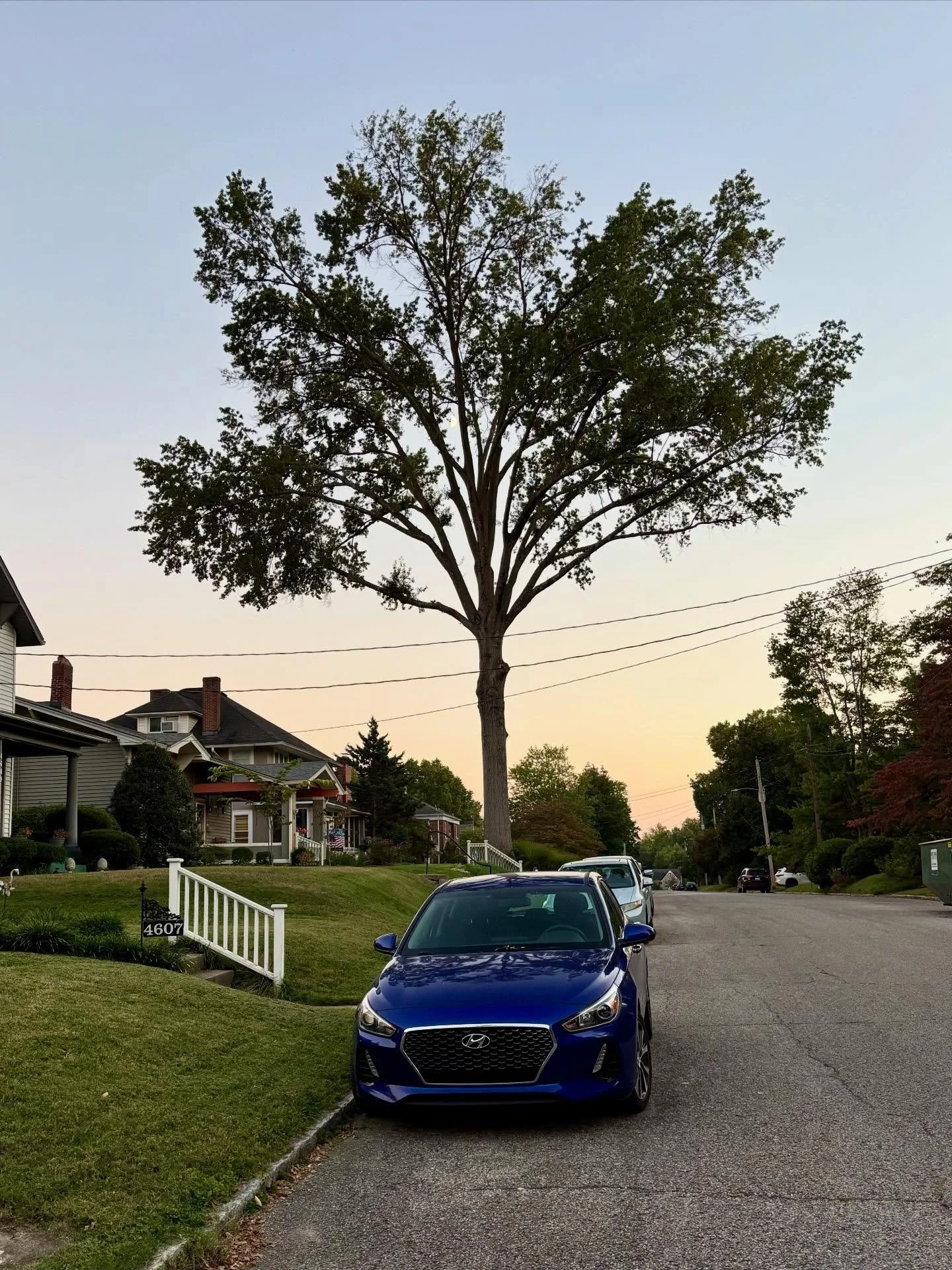 This mighty oak near my house is the tree that inspired me to start fundraising for @treeslouisville. It&rsquo;s the last one standing in what used to be a beautiful canopy over Southcrest Drive. It was shady, and it was magical. It&rsquo;s all gone 