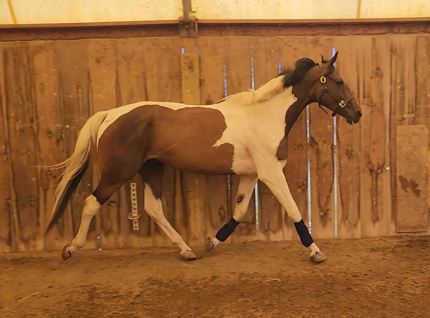 Ben trotting free .jpg