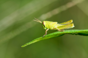 Close-up of a green grasshopper sitting on a leaf with a blurred green background.