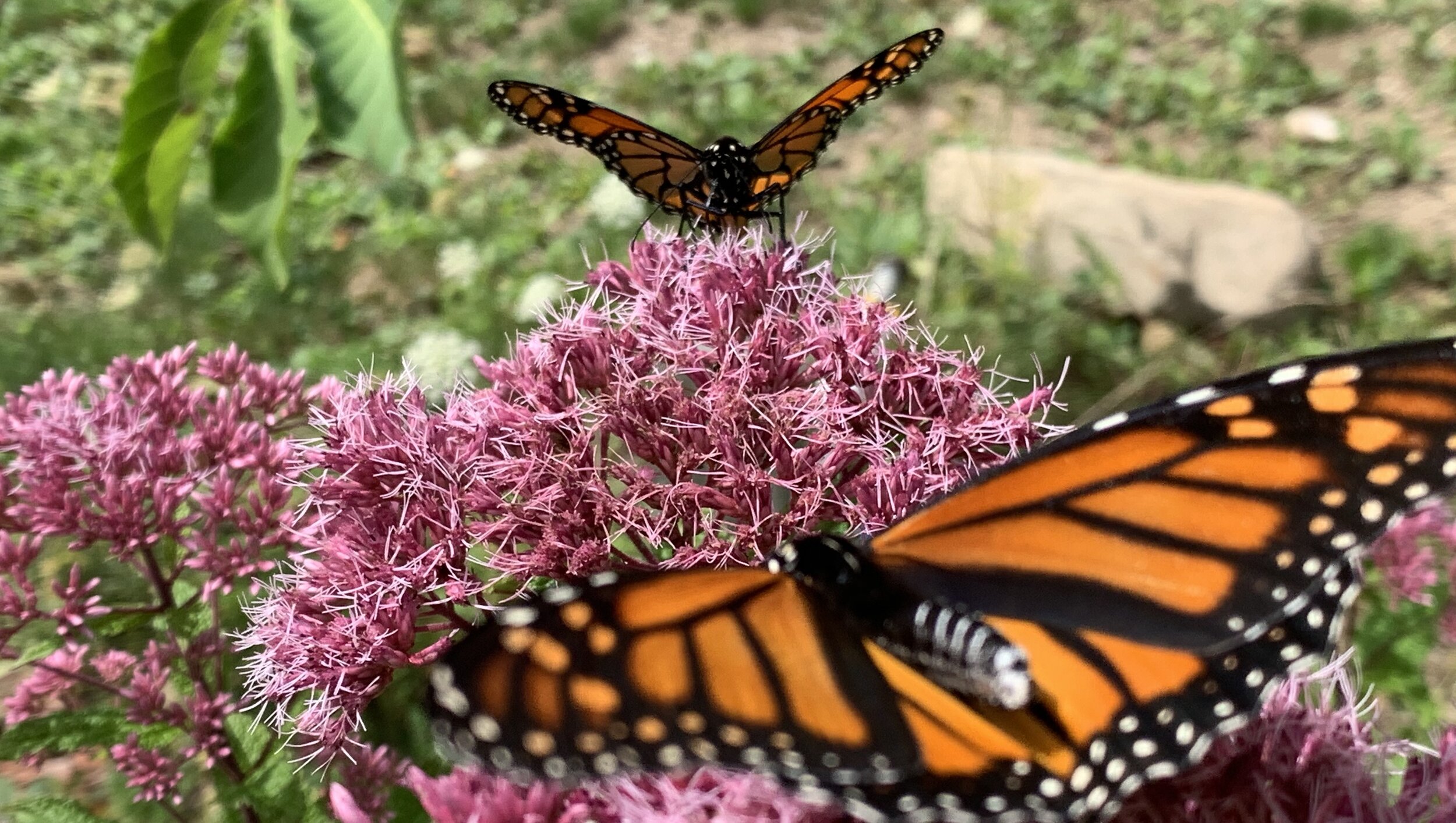 A monarch butterfly feasts on Joe Pye weed