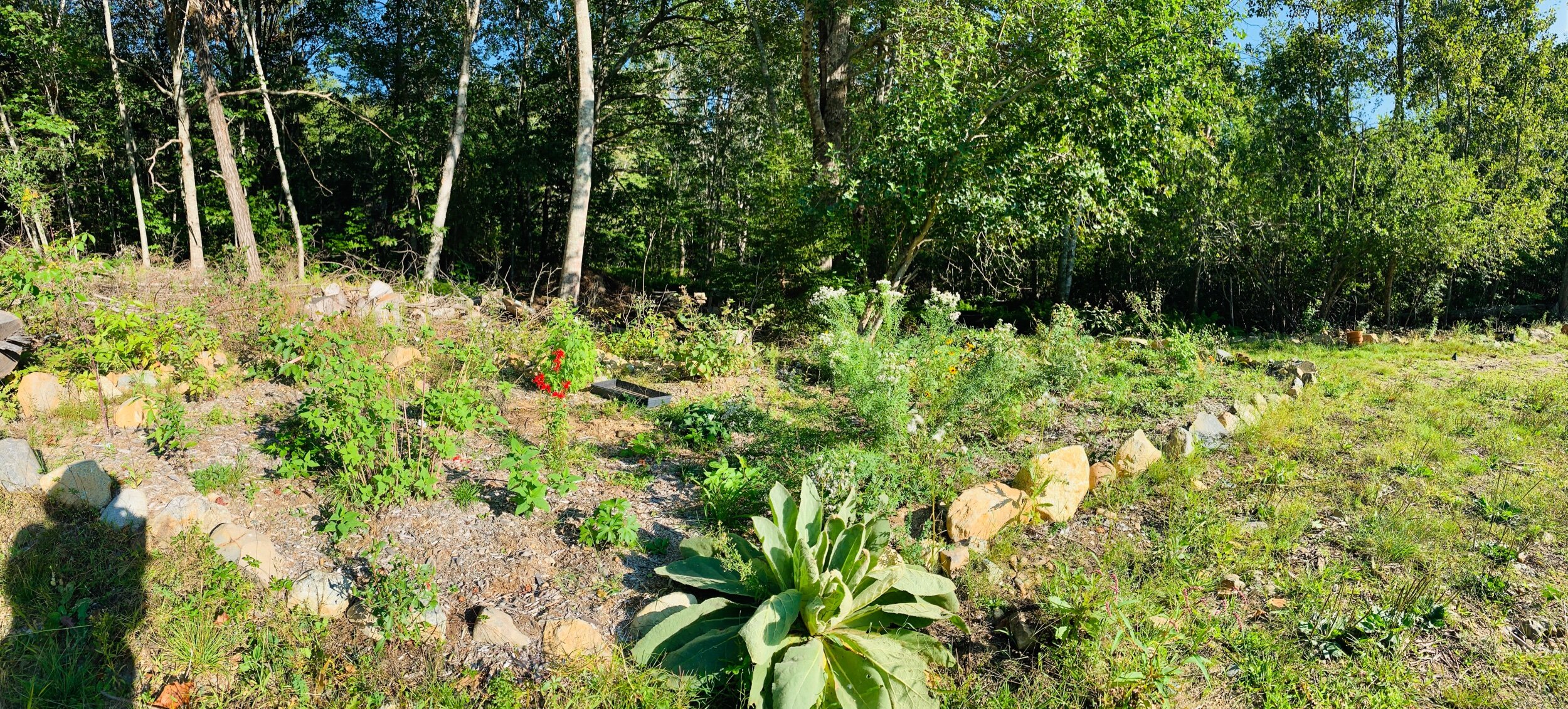 Our native plant nursery