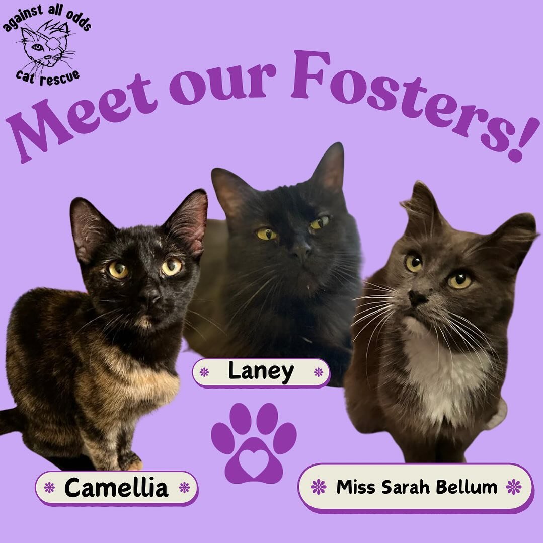 Meet our adorable fosters! These lovely cats are looking for their furever homes! In the upcoming posts we will tell you a little bit more about each cat including their personalities and back story. If you&rsquo;re looking to adopt, fill out our ado