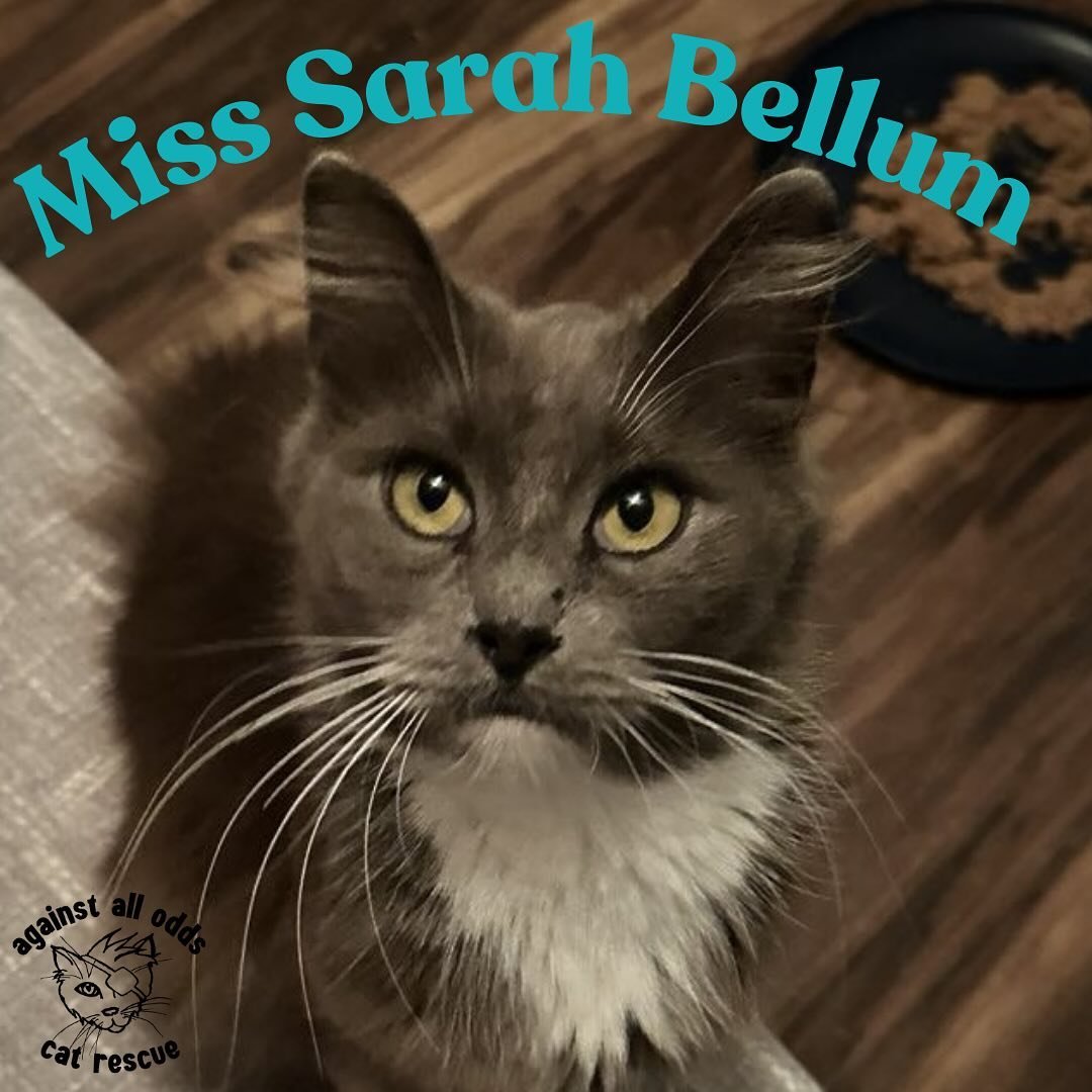 Meet Miss Sarah Bellum! Miss Sarah Bellum had 3 cute kittens and they are grown up now and taking care of themselves well, so she&rsquo;s also ready to find her furever home of her own to settle down at!! She is a long-haired beauty who is affectiona