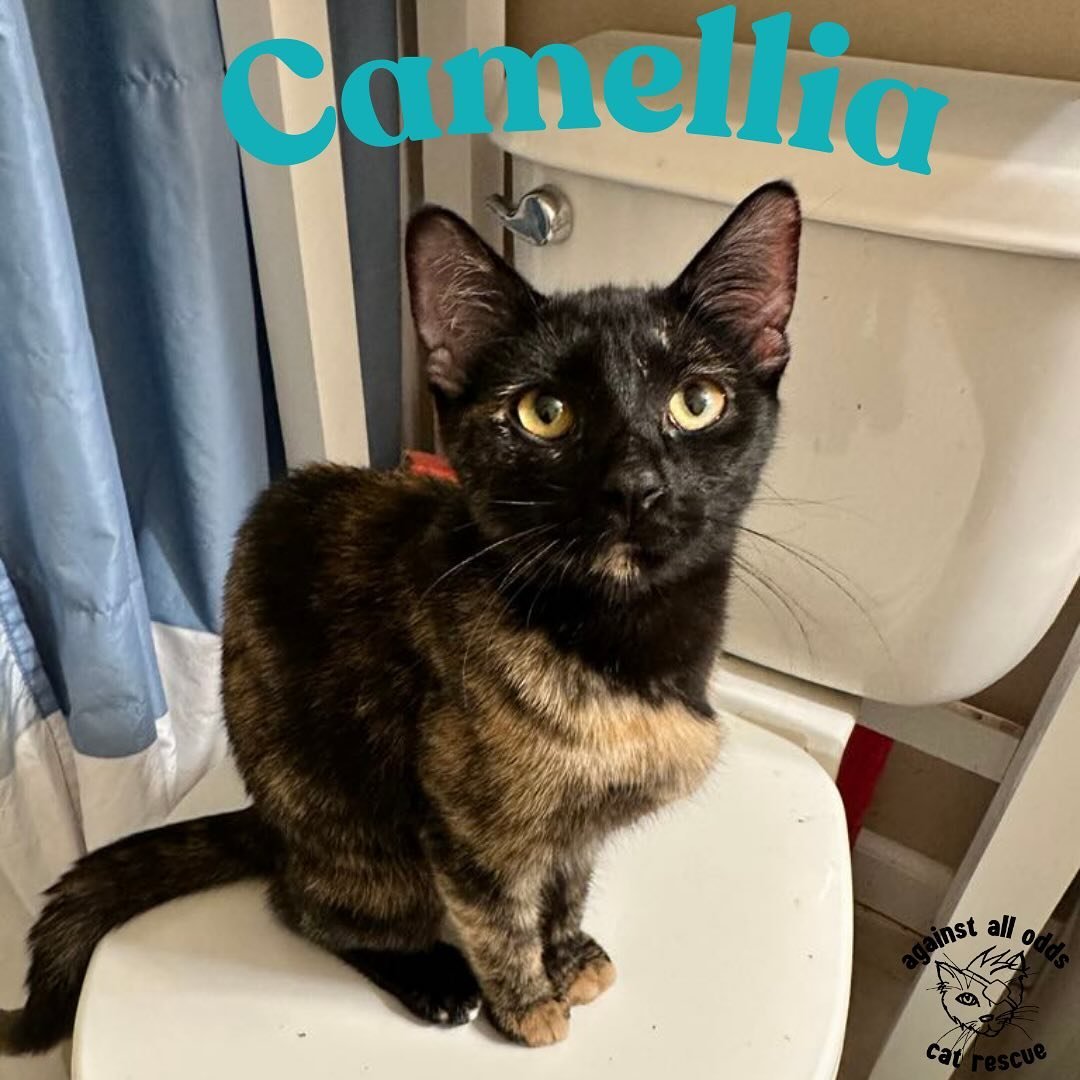 Meet Camellia! This adorable girl is ready to brighten up your life and bring joy to your home. She is so playful and loving. She is only 8 months old and will do well in any home. She gets along with dogs and other cats, with proper introduction. Sh