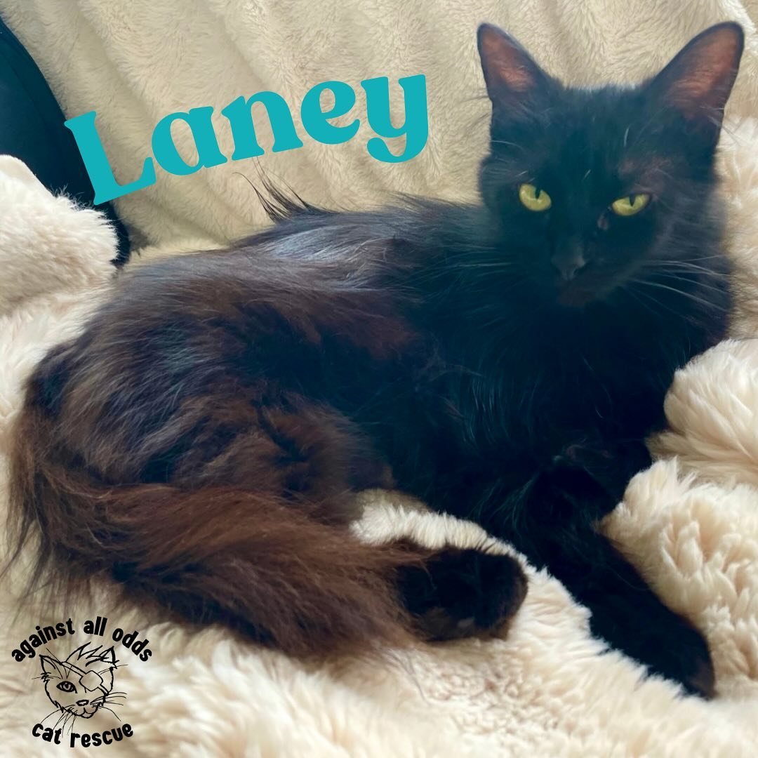 Meet Laney! Laney is a sweet and fun 1-2 year old girl looking for a furever home! She&rsquo;s been great with other cats in the home, and should be good with respectful dogs pending a slow introduction. She&rsquo;s been great with all humans so far 