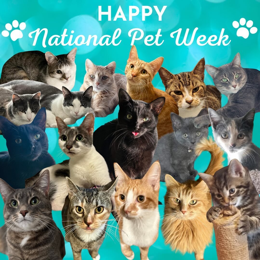 Here&rsquo;s to wagging tails, purring hearts, and endless cuddles! Wishing you a paw-some National Pet Week filled with love, joy, and furry companionship. 🐾❤️ 

#nationalpetweek #aaocats #rescuecat #catsofmichigan #againstallodds #fureverfriend