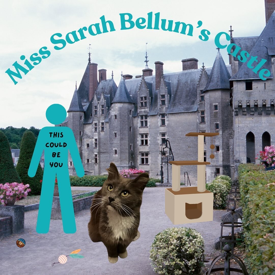 We are looking for a castle fit for a queen! Miss Sarah Bellum could be your new furry best friend. Despite her independent spirit, Miss Sarah Bellum has a loyal heart and forms strong bonds with those she trusts. She is affectionate, funny, and smar
