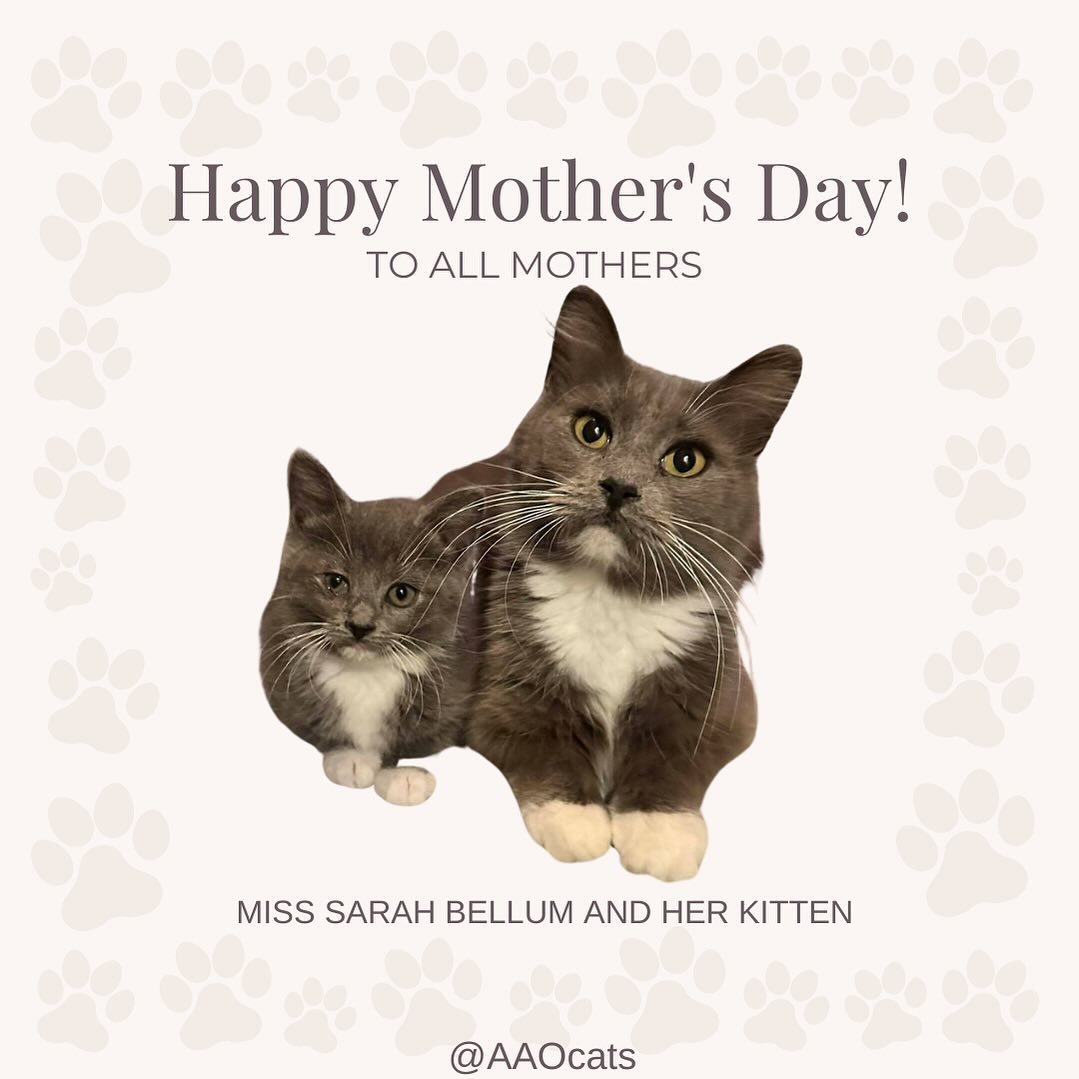 Here&rsquo;s to all the moms who make the world go round, and to the cat moms who make the purr-fect world spin. Happy Mother&rsquo;s Day! 🌸🐾 

P.S. Miss Sarah Bellum&rsquo;s kitten had a yucky eye but she&rsquo;s received treatment and is doing mu