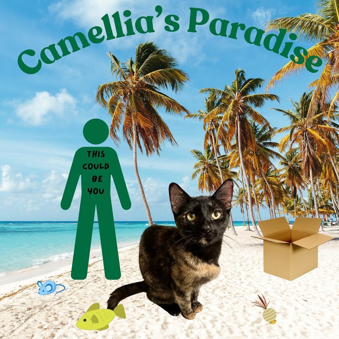 Meet Camellia! This adorable girl is ready to brighten up your life and bring joy to your home. She is so playful and loving. She is only 8 months old and will do well in any home. She gets along with dogs and other cats, with proper introduction. Sh