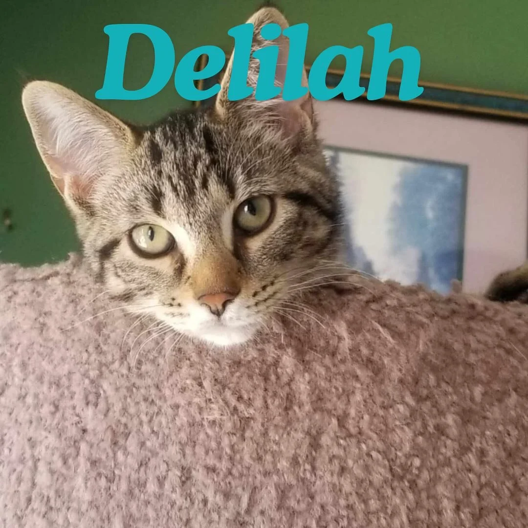 Delilah is a spunky little girl from a litter of four beautiful tabbies. She may appear reserved initially but will come out of her shell quickly. She is a playful, high-energy kitten with loads of love to give. She is good with other cats and was ra