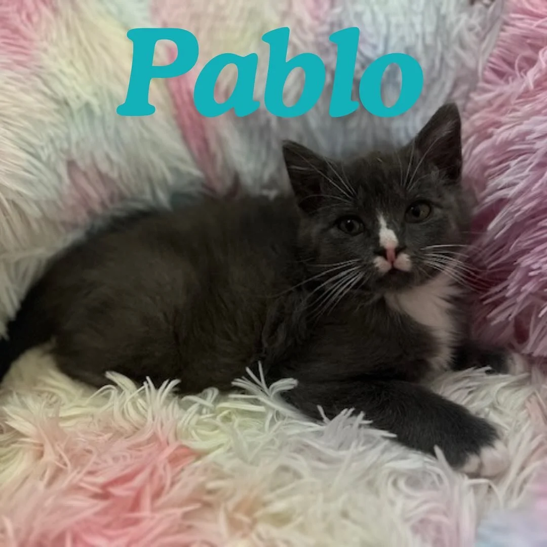 Here are all of our adoptable cats! Check out our profile to read more about each beautiful cat! 🐱💜

#adoptme #catsofmichigan #catlover #catlife #adoptdontshop #lansingmichigan #eastlansingmichigan #inghamcounty