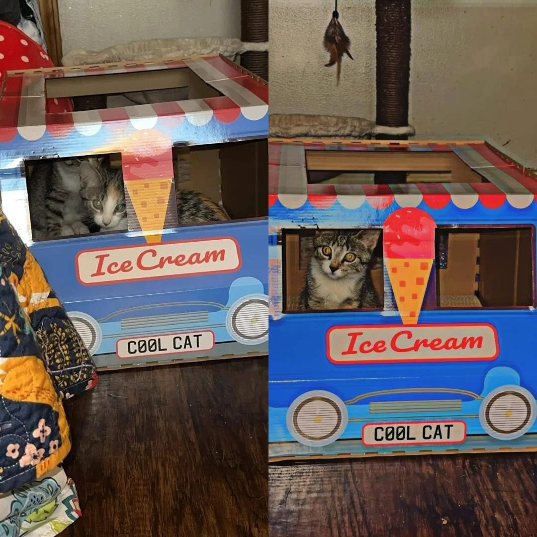 Looking for a sweet treat? Look no further! There is an ice cream truck run by Echo and Banter! These two kitties will be adoption ready soon! Follow us to stay updated! 🍦

#catsofmichigan #icecreamtruck #adoptme #adoptdontshop #kittens #cats #aaoca