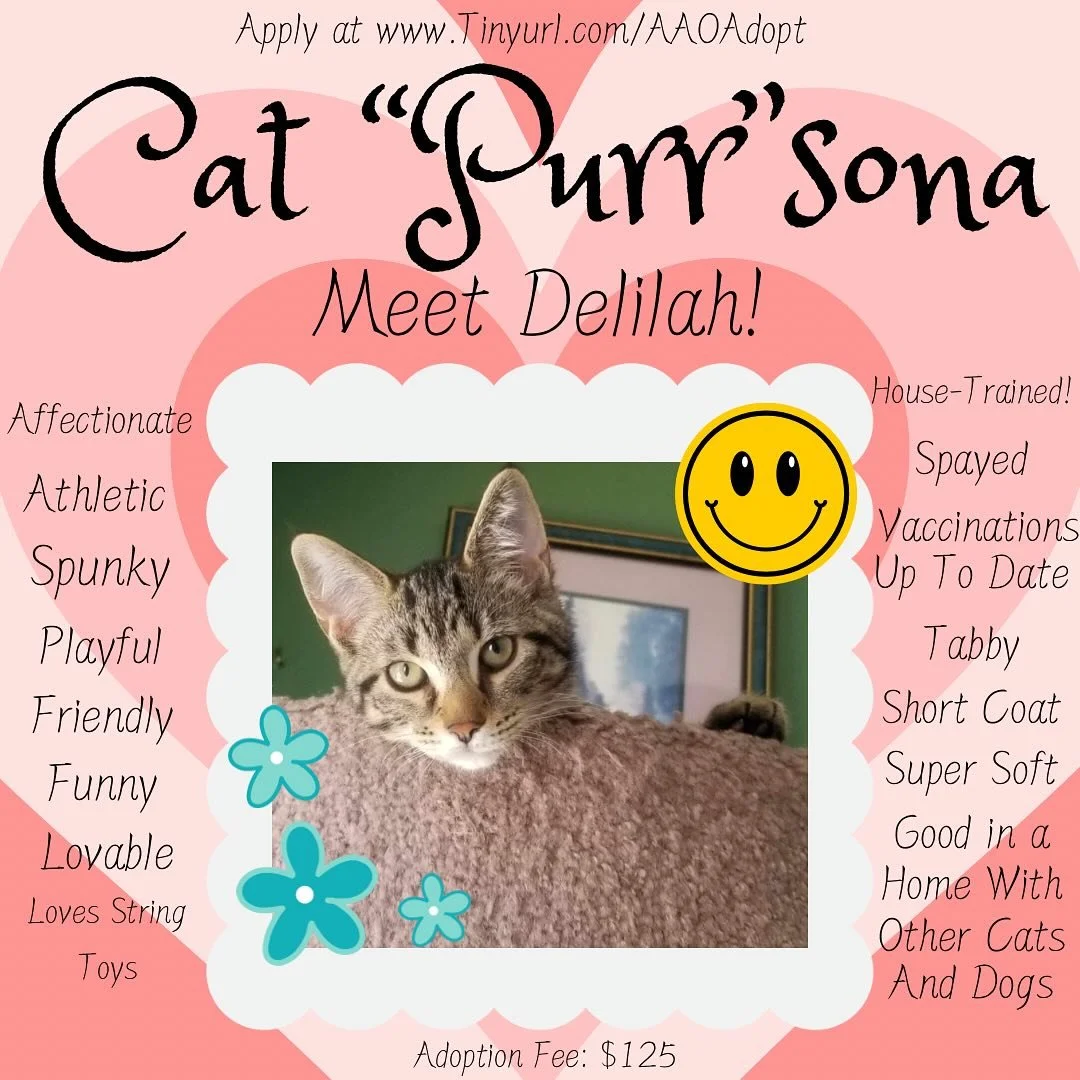 Delilah is a spunky little girl from a litter of four beautiful tabbies. She may appear reserved initially but will come out of her shell quickly. She is a playful, high-energy kitten with loads of love to give. She is good with other cats and was ra