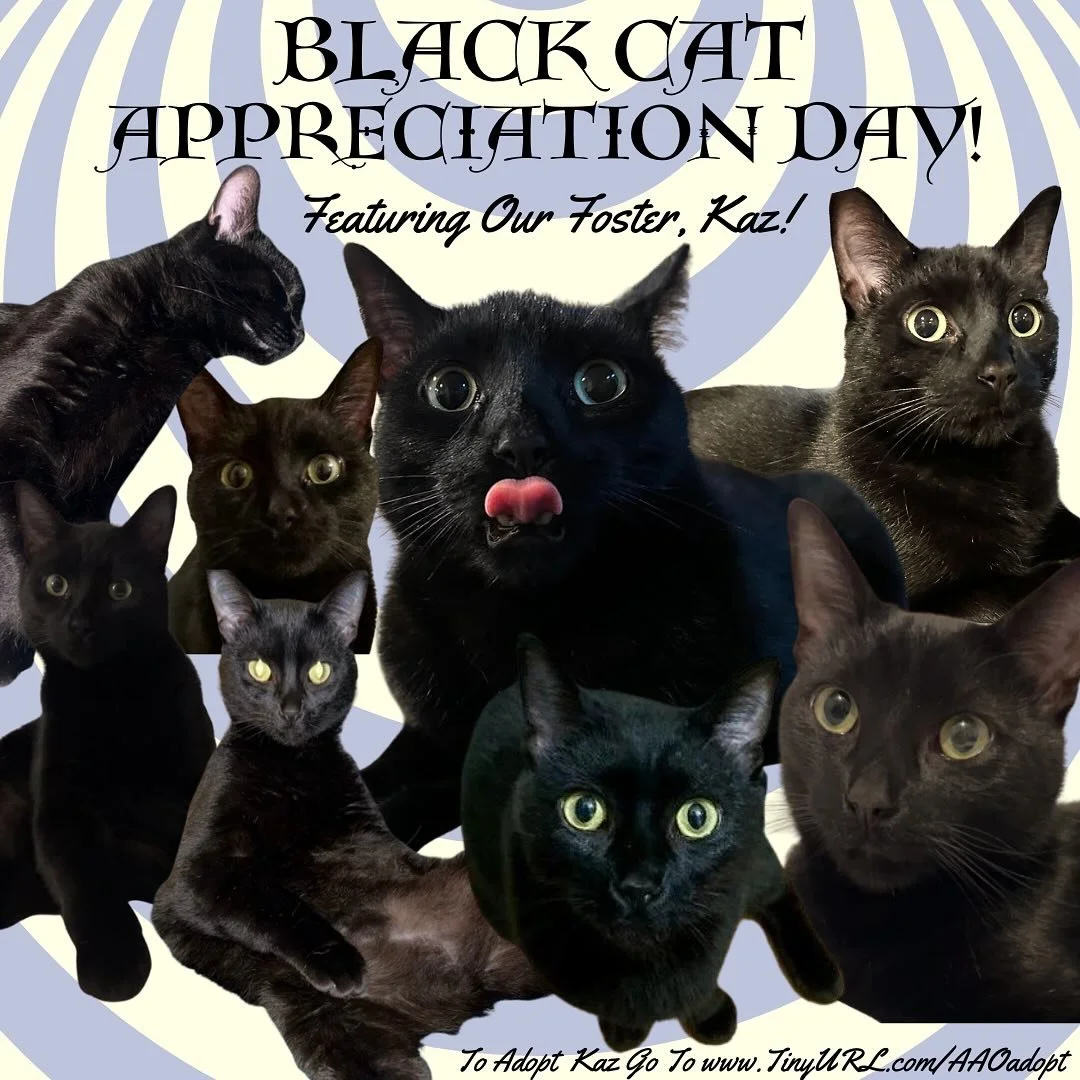 Do you want non-stop entertainment, smiles and laughs? 

Then Kaz is the cat for you!

He is goofy, sociable, loving, and an absolute suckler for human affection. He is eager to find his forever home! This lovable boy is neutered, up to date on all v