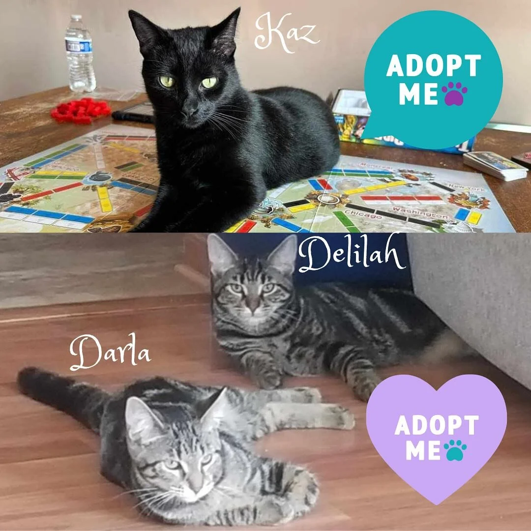 Some cute pictures of our current fosters: Kaz, Delilah, and Darla. They are all sweethearts and they are all available for adoption! Look out for them on PetFinder and read about each of their stories. Please share this post so we can find their for