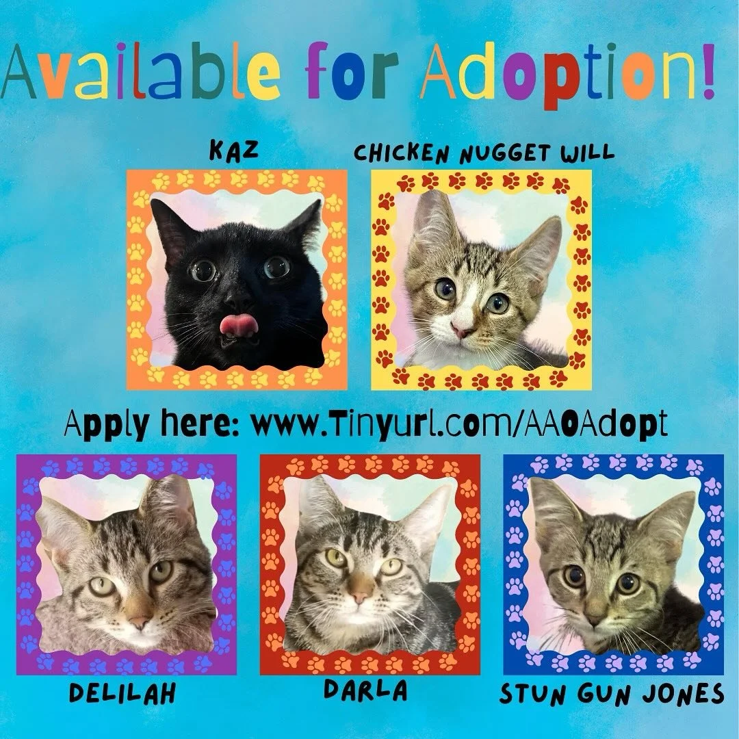 Looking for a purrfect new addition to your family? 🐈 We have several adorable cats ready to find their forever homes! Meet Kaz, Chicken Nugget Will, Delilah, Darla, and Stun Gun Jones. Please let us know if you are interested in meeting any of the 