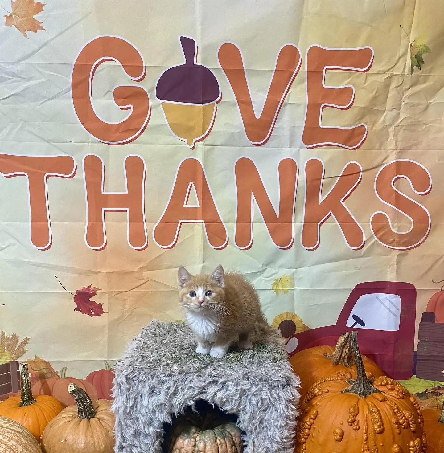 Purrfectly thankful for our amazing volunteers and adopters! 🧡 Featuring the tiny Silly Willy, who is available for adoption!

#Thanksgiving #CatLove #RescueCats #cutecat #adoptme #fureverhome #ilovecats #adoptablecats #catrescue #thankful #voluntee