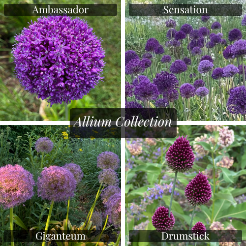 The Honest Perennial Co. Allium Collection featuring Purple Sensation, Allium giganteum, Ambassador, and Drumstick, selected for height, structure, and long-lasting seed heads in perennial gardens.