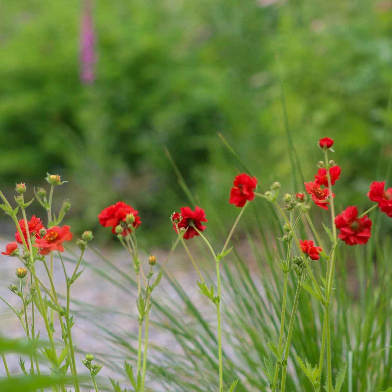 Geum | Mrs. Bradshaw | Seeds