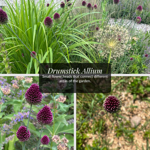 Drumstick Allium (Allium sphaerocephalon) with burgundy flower heads growing through a sunny perennial garden.