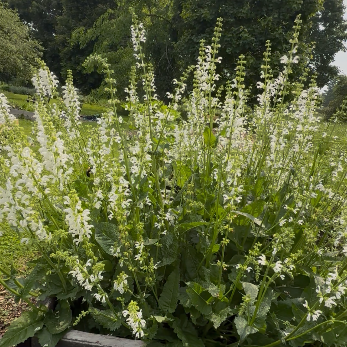 Salvia | Swan Lake | Seeds