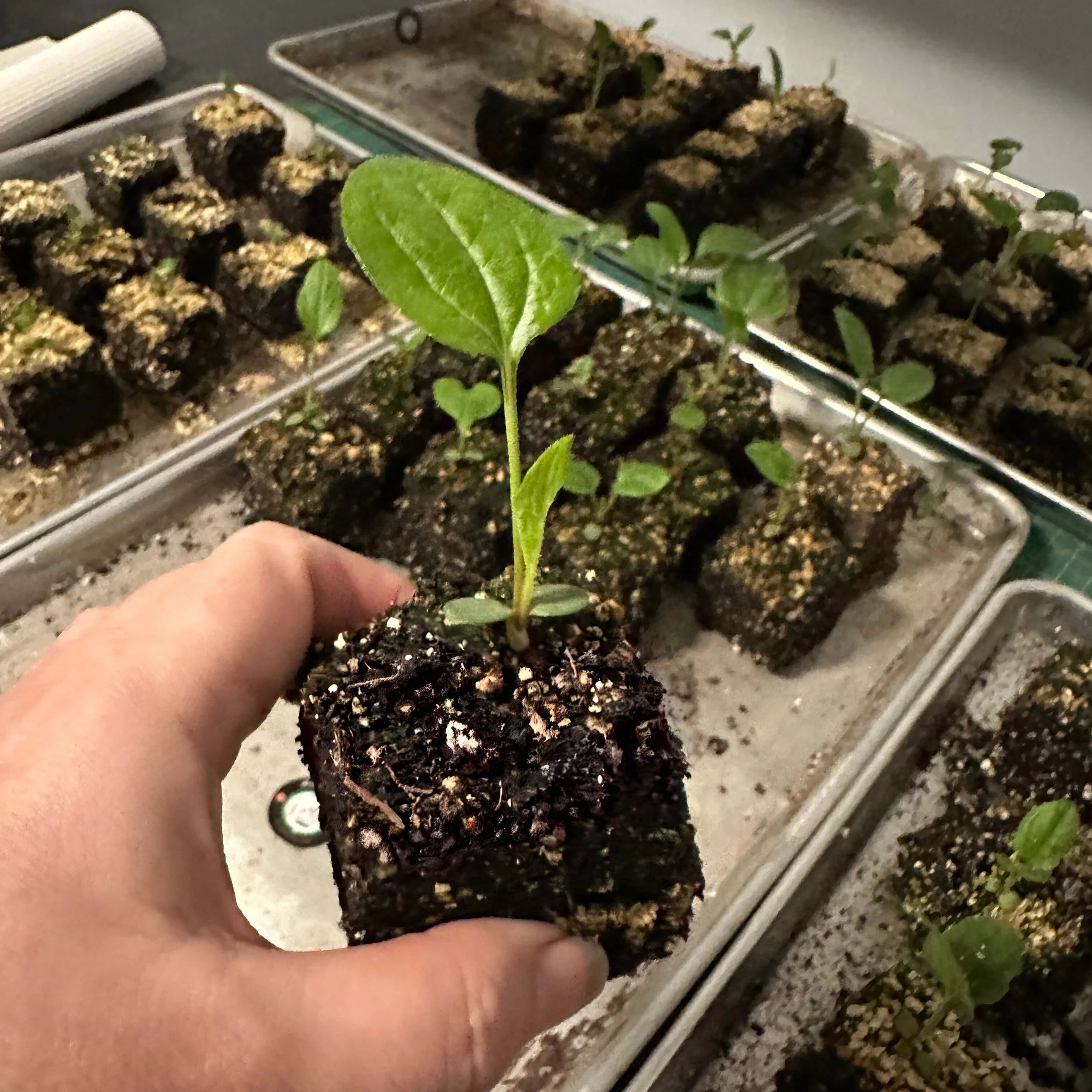 Garden Cubes - $7.50