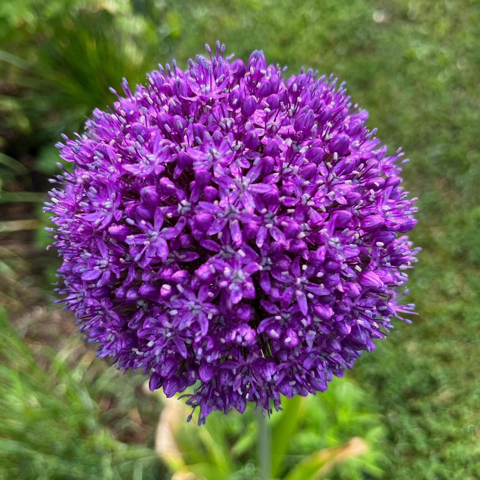 Allium Ambassador.jpg