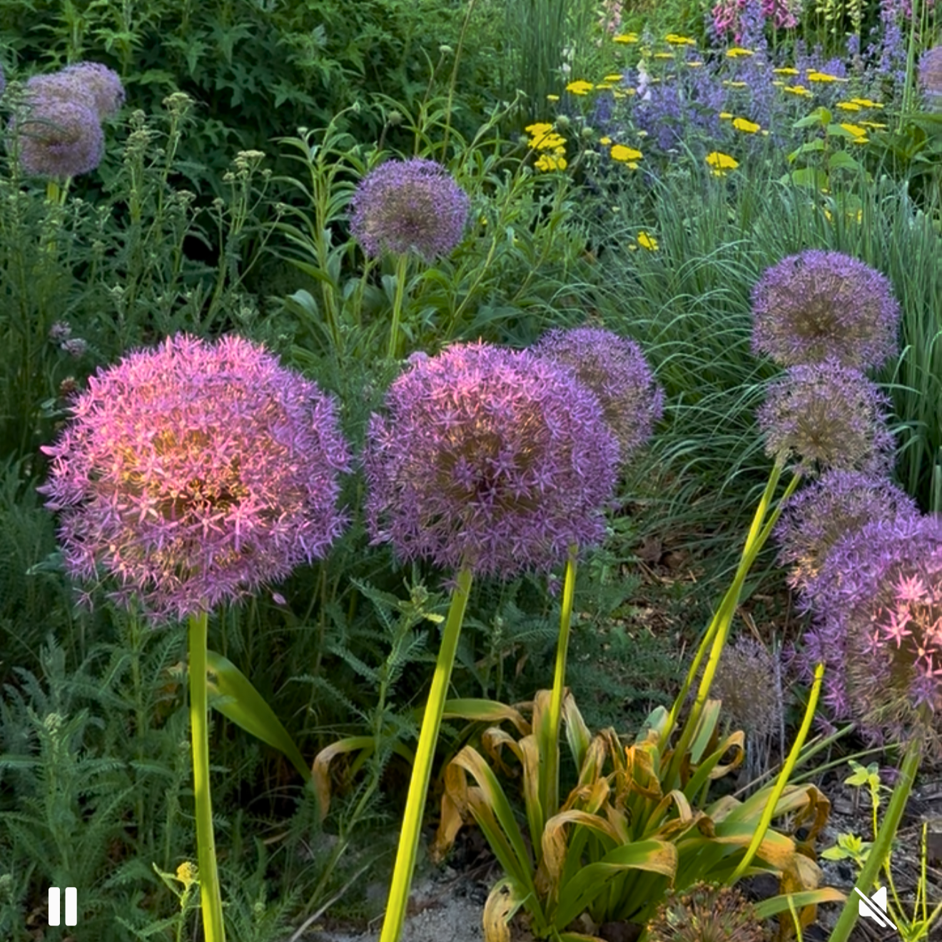 Allium Giganteum.png