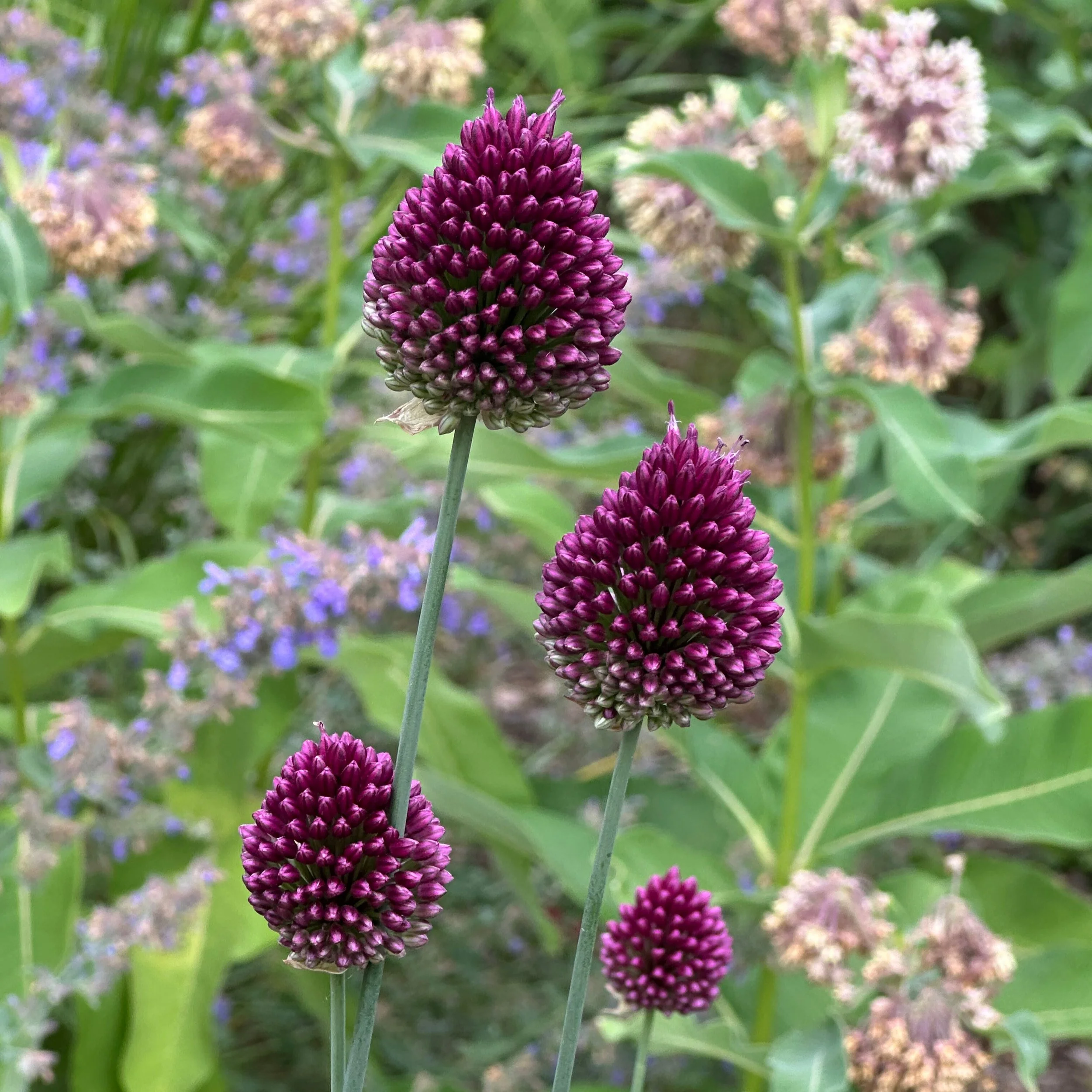 Allium Drumstick.jpg