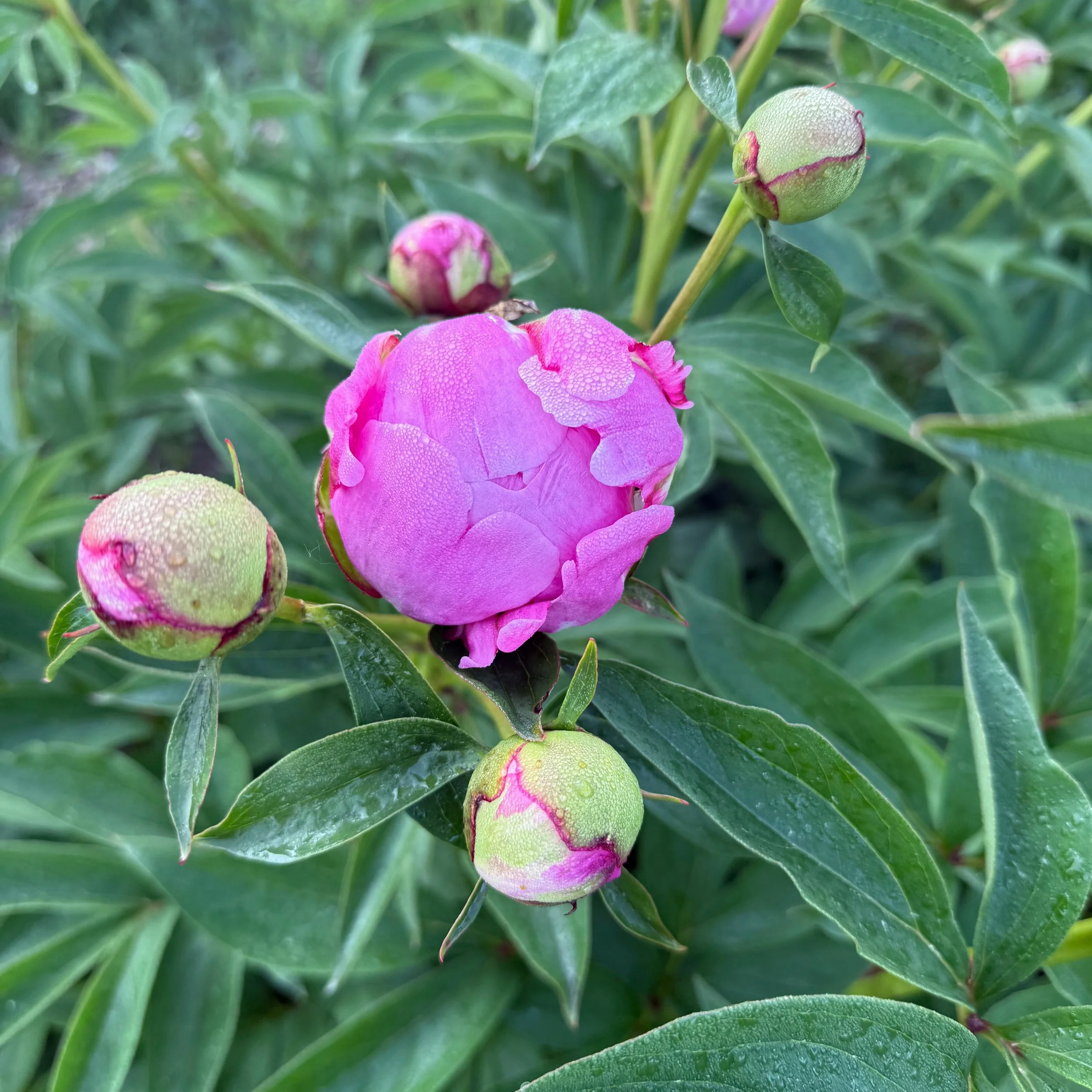 Peony Alexander.jpg