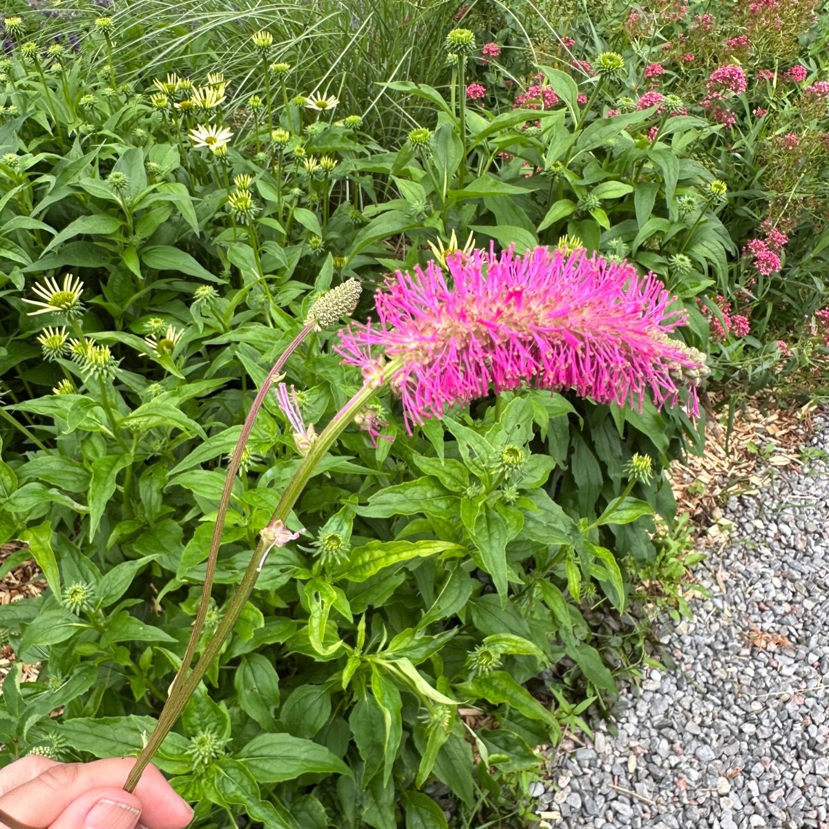 sanguisorba-officinalis__photo__1200x1200.jpg
