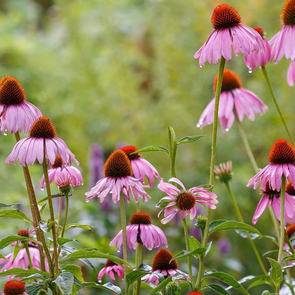 magnus_echinacea-purpurea__photo__1200x1199.jpg