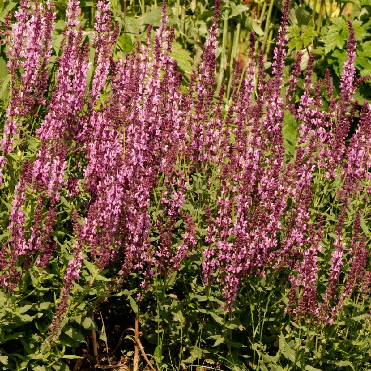 rose-rhapsody_salvia-nemorosa__photo__1200x1200.jpg