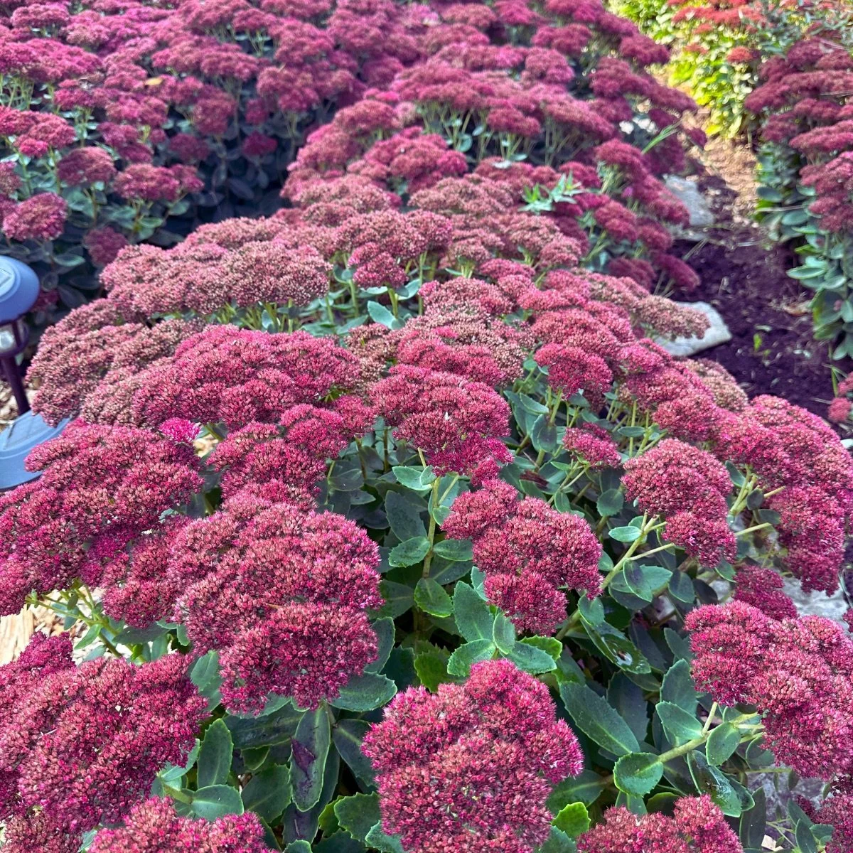autumn-joy_hylotelephium__photo__1200x1200.jpg