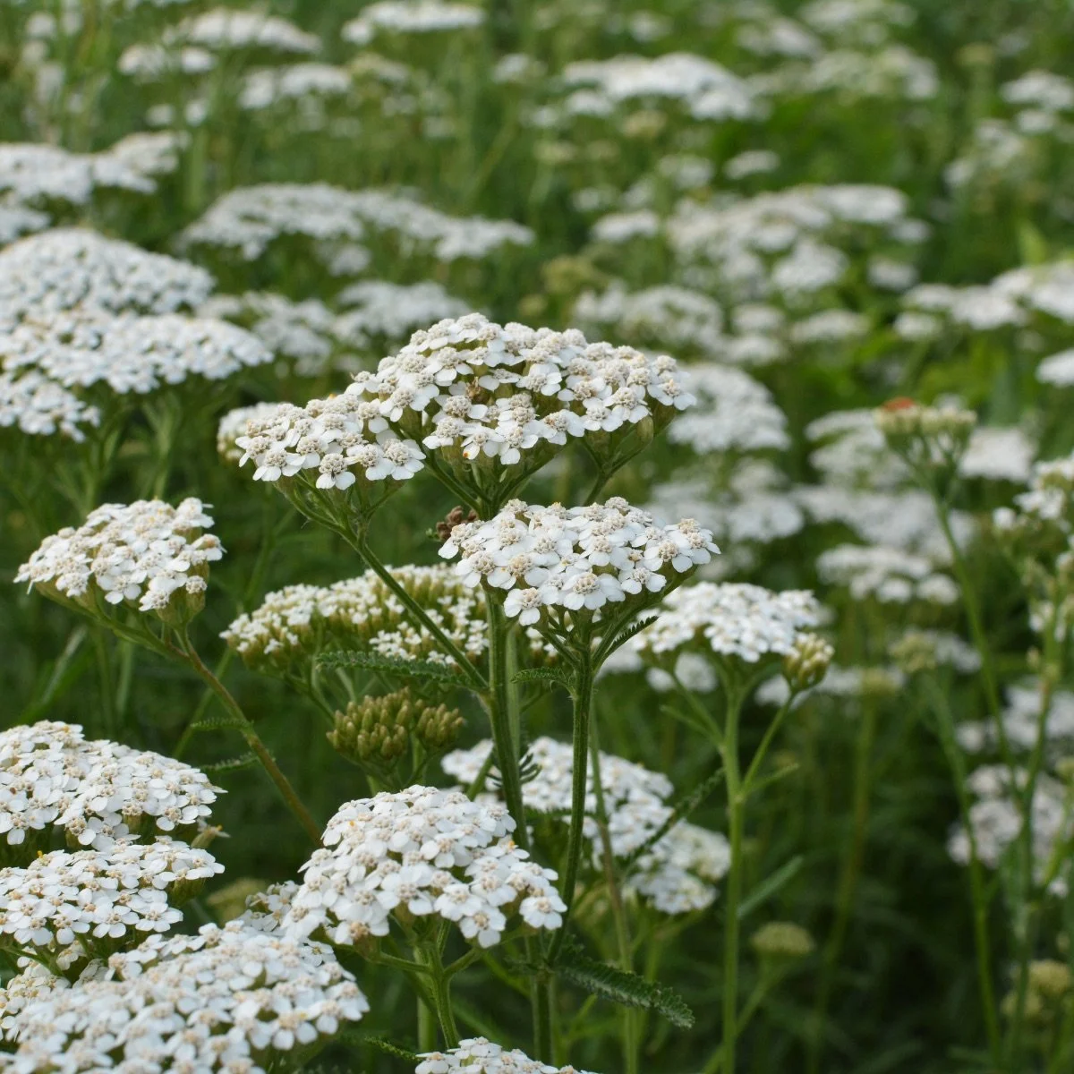 species_achillea__photo__1200x1200.jpg