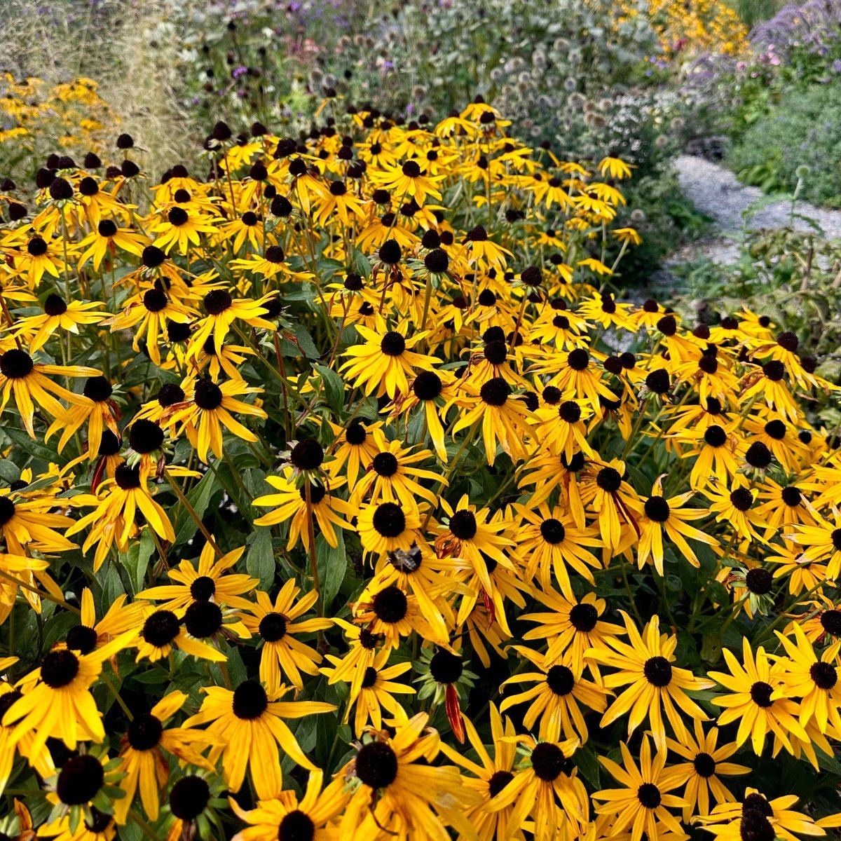 goldsturm_rudbeckia-fulgida__photo__1200x1200.jpg