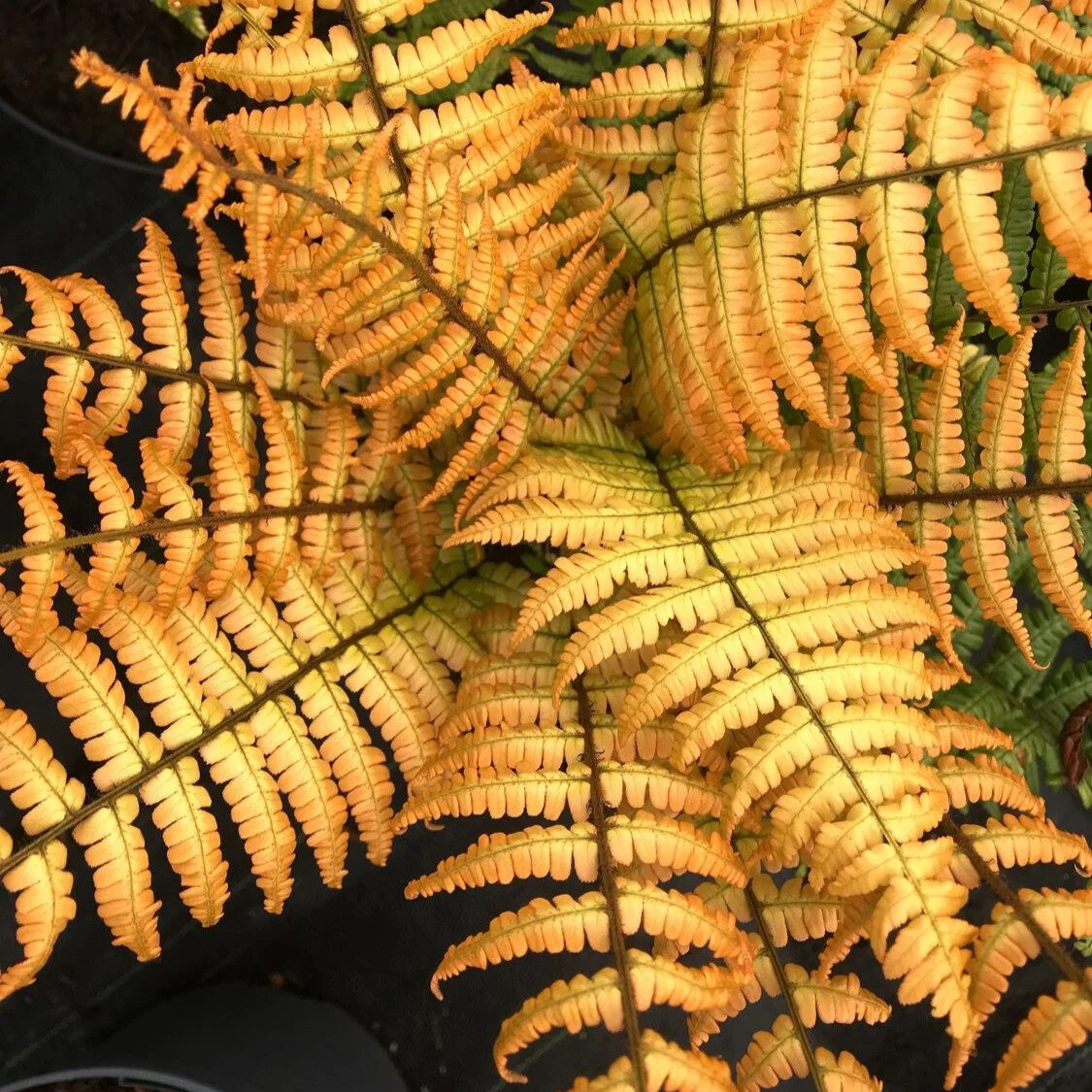 jurassic-gold_fern-dryopteris__photo__1125x1125.jpg