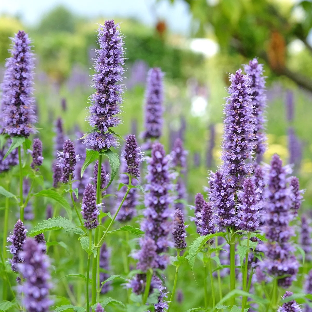 anise-hyssop__photo__1200x1200.jpg