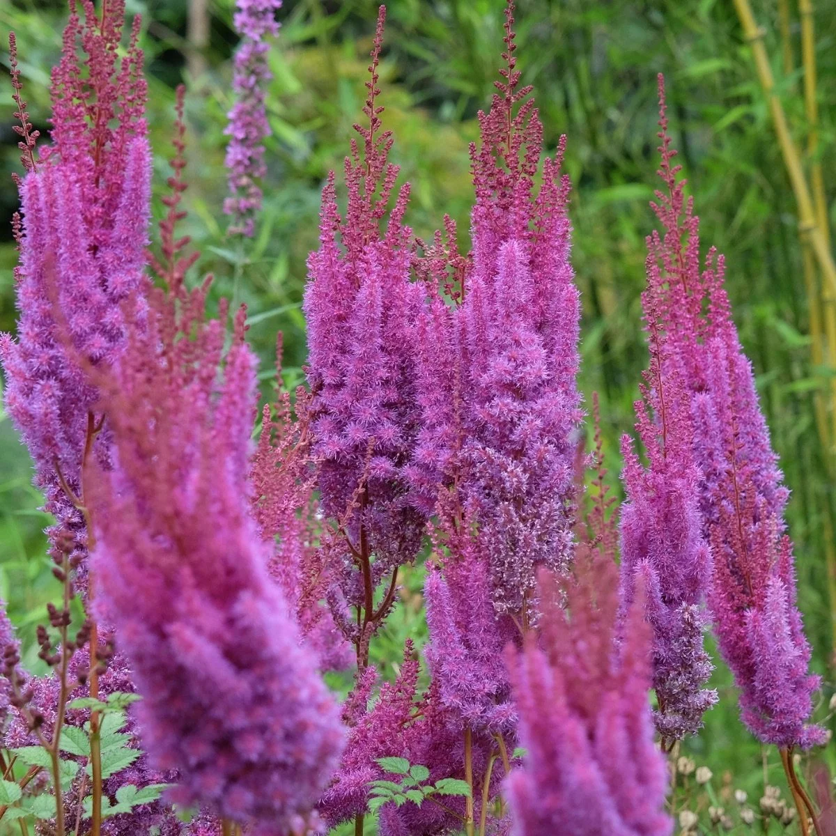 taqueti-superba_astilbe__photo__1200x1200.jpg