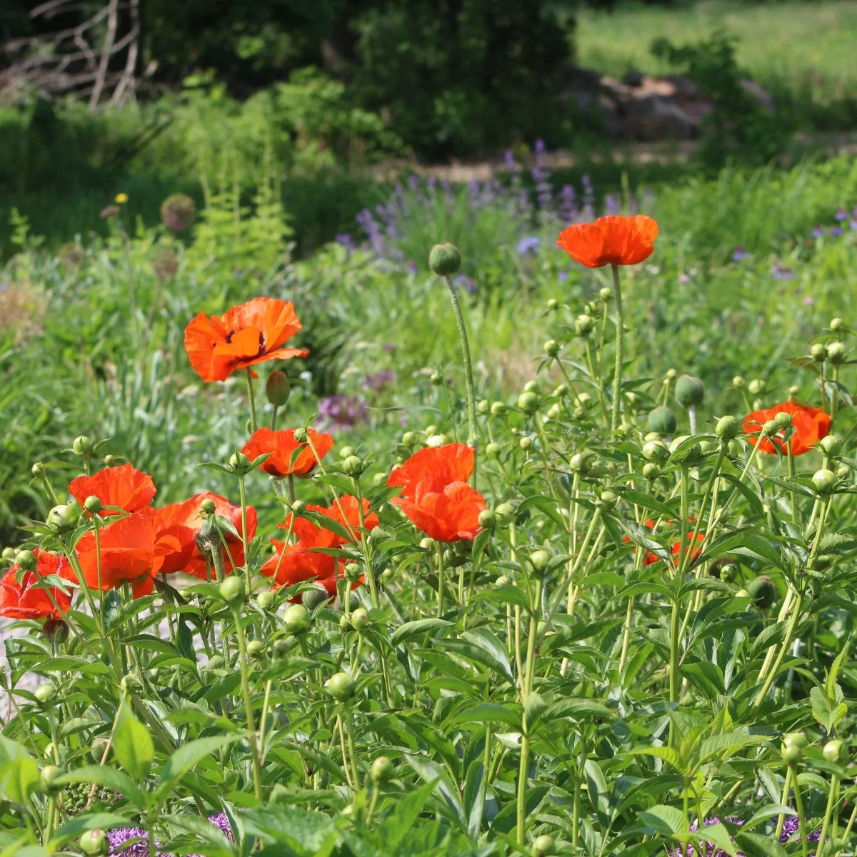 red-brilliant_papaver-orientale__photo__1200x1200.jpg