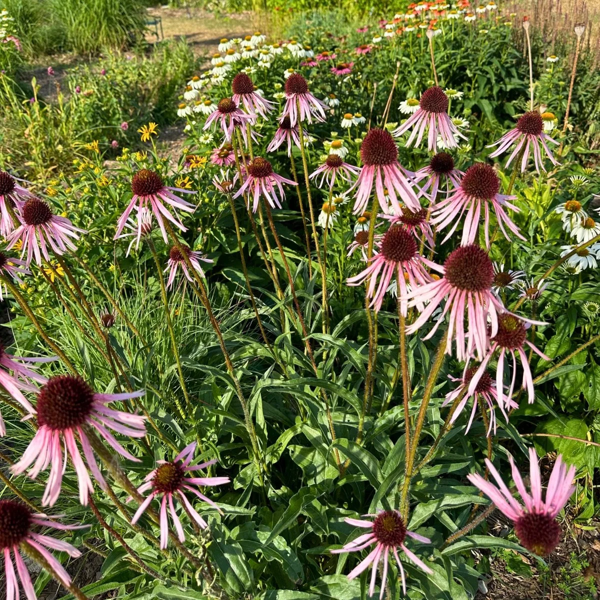 echinacea-pallida__photo__1200x1200.jpg