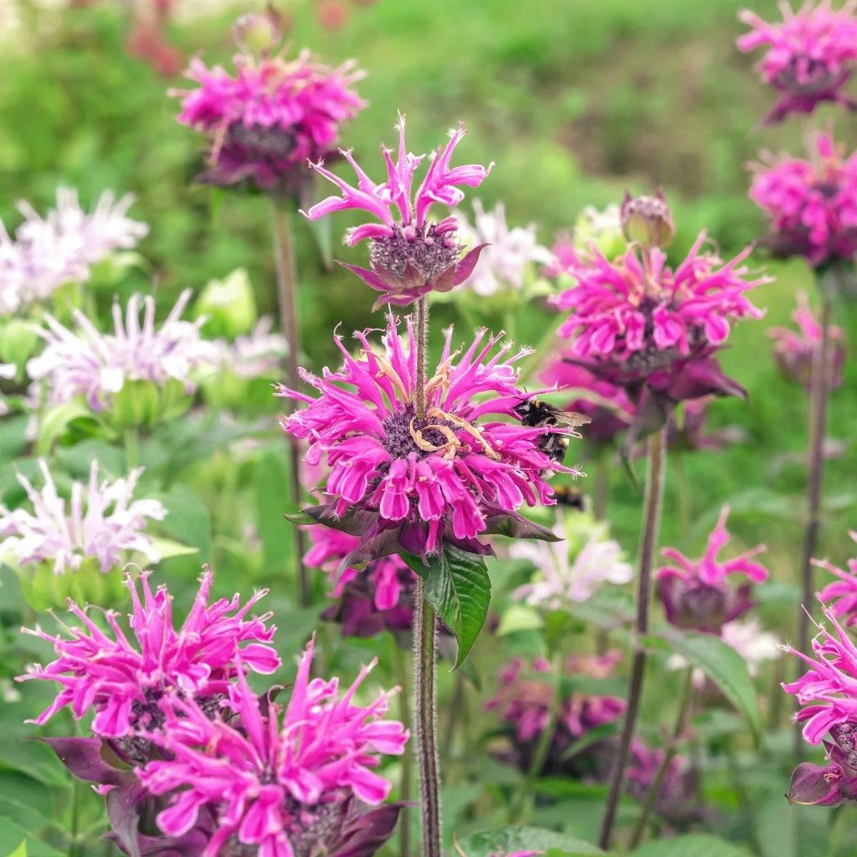 panorama-mix_monarda-didyma__photo__1200x1200.jpg