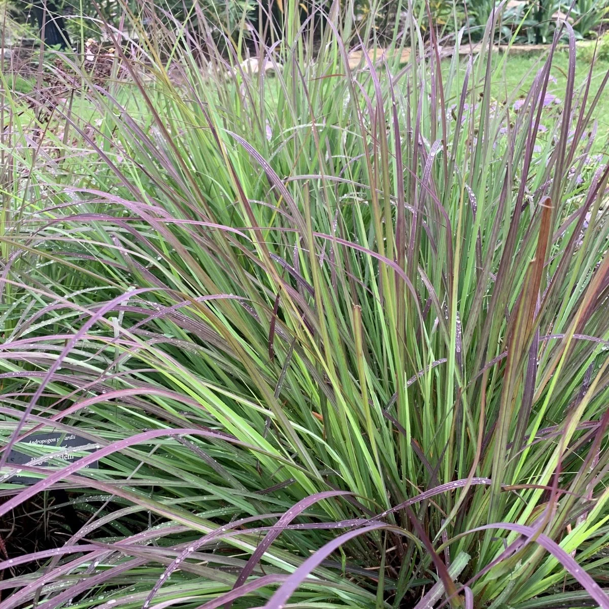 andropogon-gerardii__photo__1200x1200.jpg